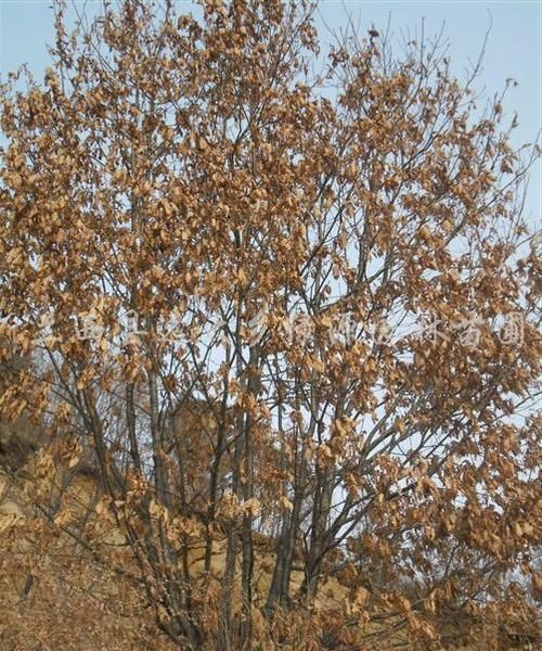 姓名的时候栎,栎用于人名怎么读栎在名字中的意思图3